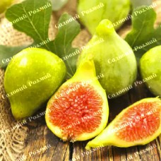 Саджанці інжиру «Королівський»