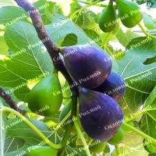 Саджанці інжиру «Магарачський»