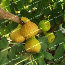 Саджанці інжиру «Медовий»