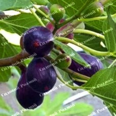 Саджанці інжиру «Ранок Вероніки»