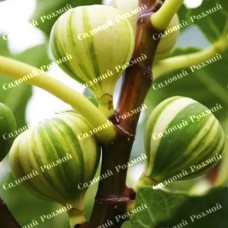 Саджанці інжиру «Смугастий Панч»