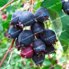 Саджанці ірги «Форестбург» - 1-річний