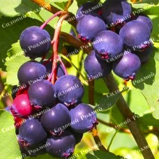 Саджанці ірги «Слейт» - 1-річний