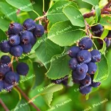 Саджанці ірги «Смоукі» - 1-річний